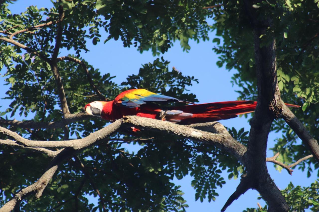House Of The Macaws Bed & Breakfast ตาร์กอเลส ภายนอก รูปภาพ