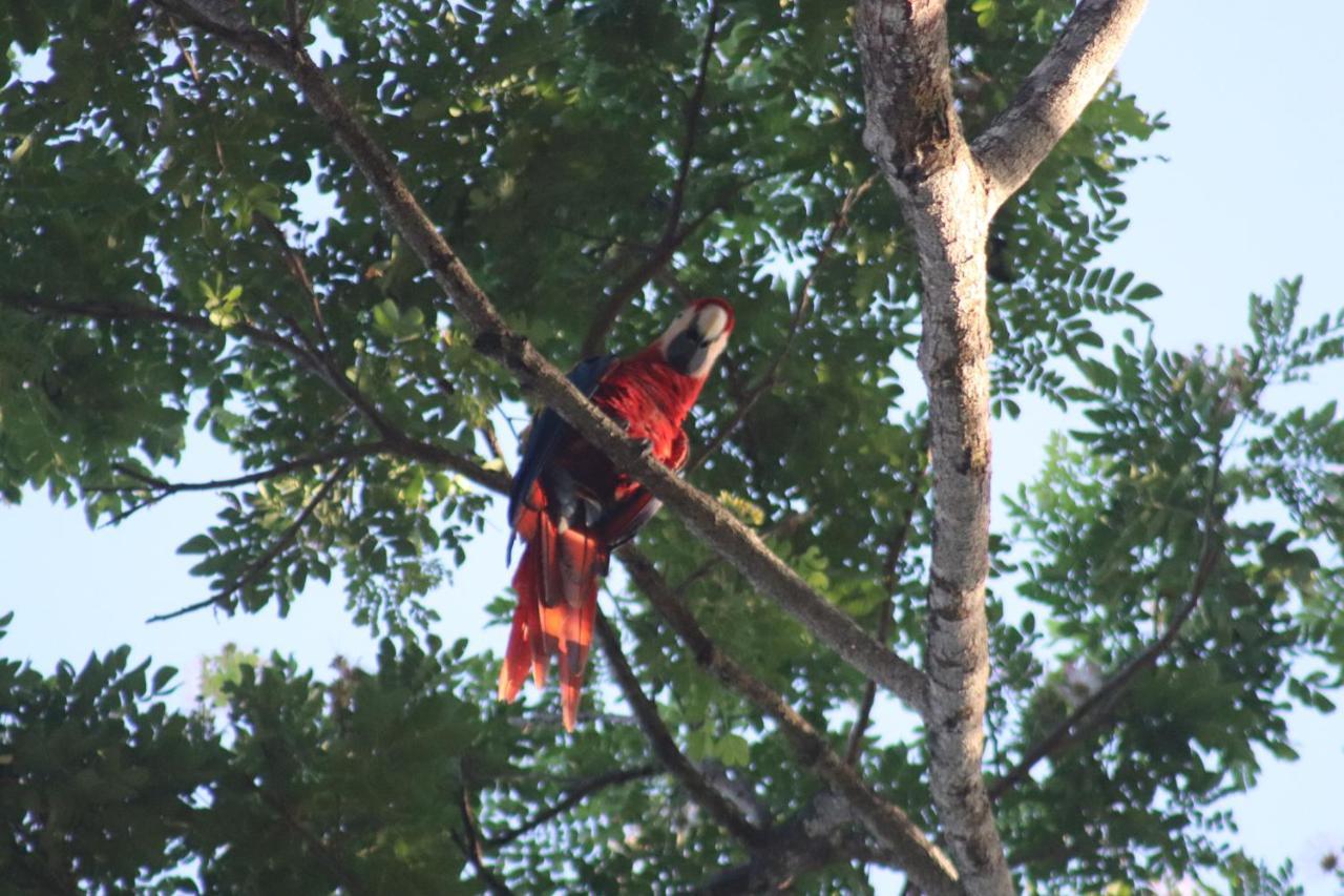 House Of The Macaws Bed & Breakfast ตาร์กอเลส ภายนอก รูปภาพ