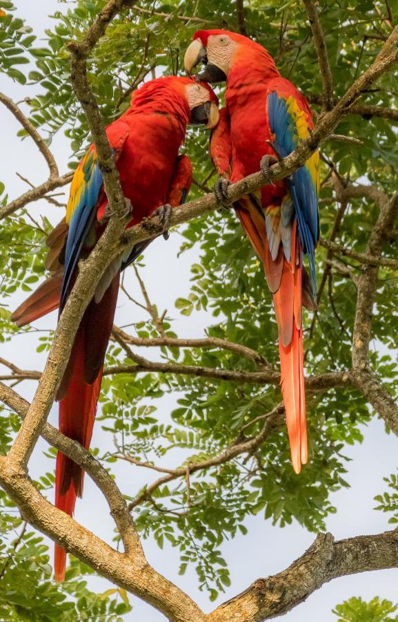 House Of The Macaws Bed & Breakfast ตาร์กอเลส ภายนอก รูปภาพ