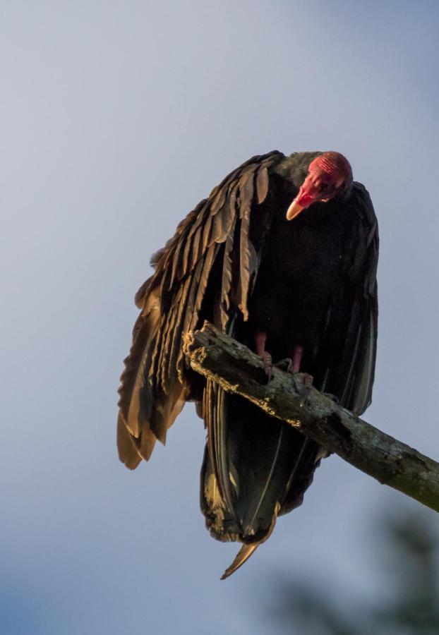 House Of The Macaws Bed & Breakfast ตาร์กอเลส ภายนอก รูปภาพ