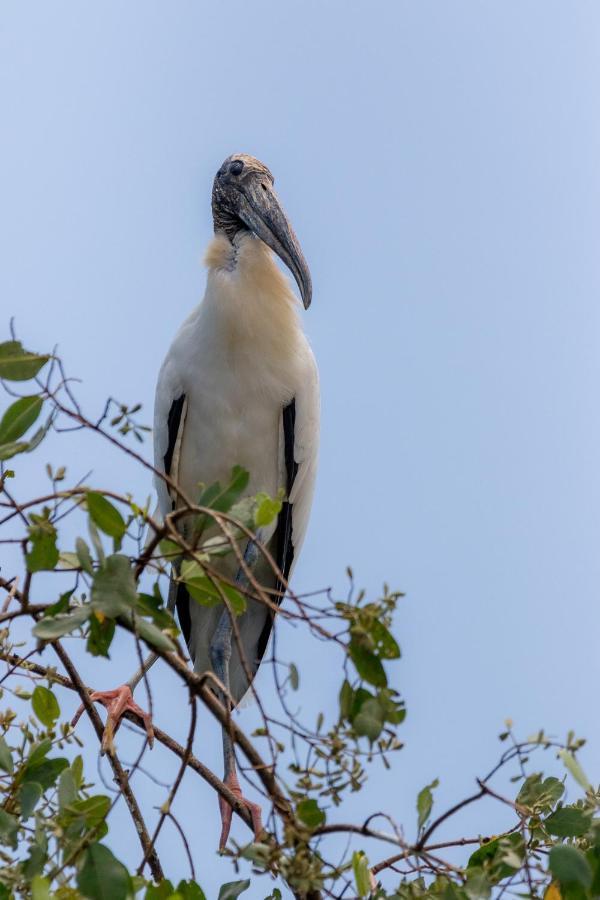 House Of The Macaws Bed & Breakfast ตาร์กอเลส ภายนอก รูปภาพ
