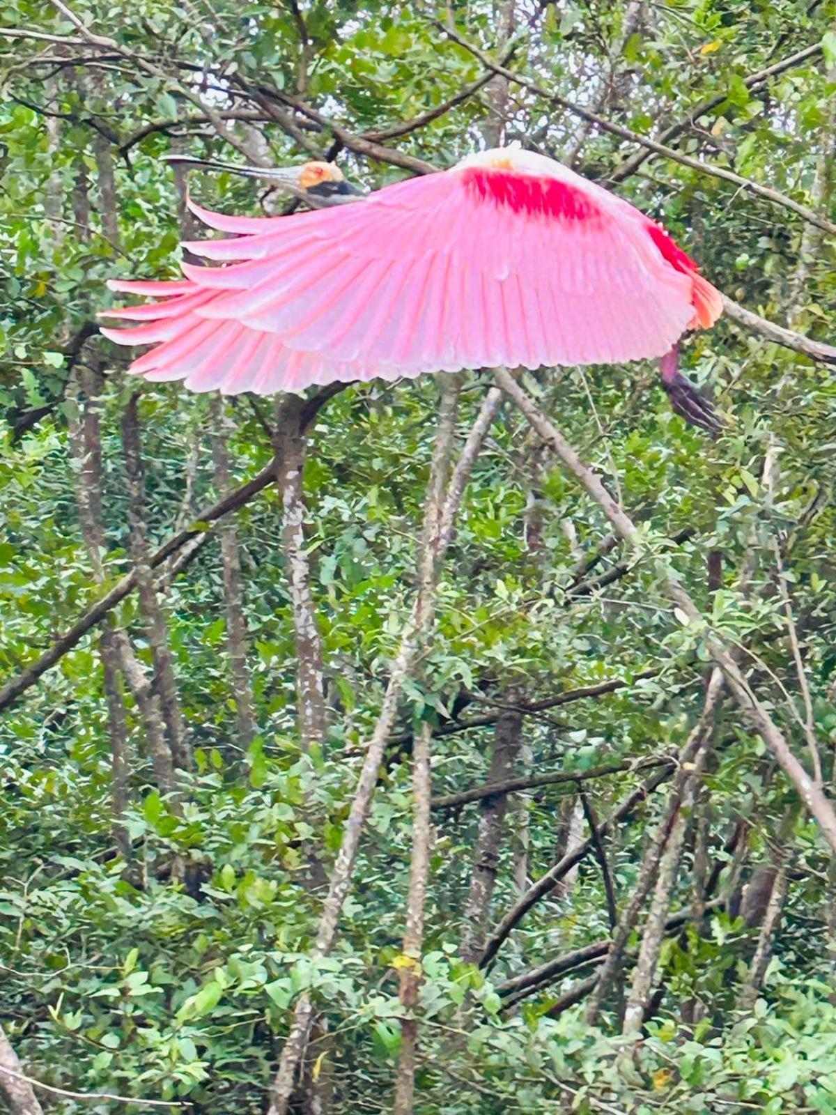 House Of The Macaws Bed & Breakfast ตาร์กอเลส ภายนอก รูปภาพ